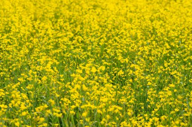Parlak sarı kolza tohumu çiçeklerinin tam açılışı.