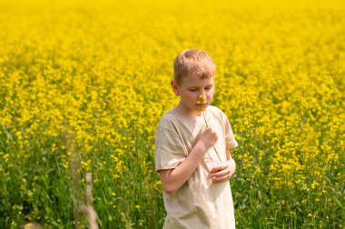 Sarışın çocuk, parlak sarı bir kolza tohumu tarlasında kolza dalının kokusunu alıyor.