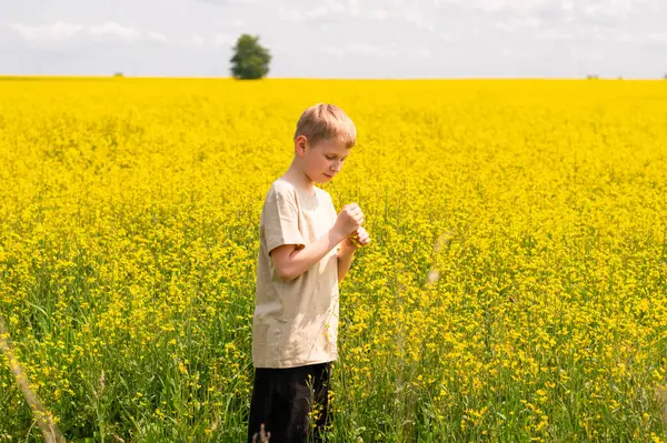 Sarışın çocuk parlak sarı bir kolza tohumu tarlasında duruyor.