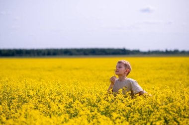 Sarışın çocuk güneşli bir günde çiçek açan bir kolza tarlasında duruyor, nazikçe sarı bir çiçek kokluyor, doğa ve altın ışıkla çevrili.