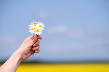 Güneşli bir yaz tarlasında mavi gökyüzü ile küçük bir buket papatya tutan yakın plan.