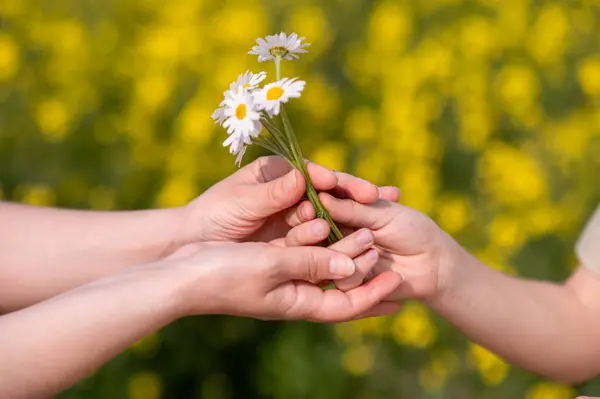 Çiçek açan bir yaz tarlasında iki el papatya demeti değiş tokuşu, sevgiyi, ilgiyi, bağlantıyı ve şefkati simgeliyor, Anneler Günü teması için mükemmel.