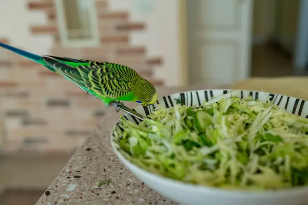 Genç yeşil muhabbet kuşu lahana salatasının çatalında oturuyor, meraklı hayvan yiyecek, ev hayatı ve sağlıklı beslenme konsepti.