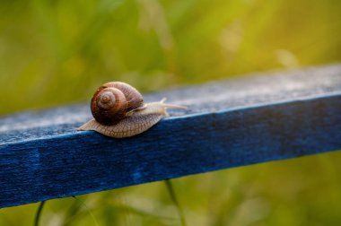 Mavi bir ahşap korkulukta sürünen kahverengi bir salyangozun yakın çekimi, yumuşak sabah ışığında doğal yeşil arka planda yakalandı.