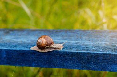 Mavi bir ahşap korkulukta sürünen kahverengi bir salyangozun yakın çekimi, yumuşak sabah ışığında doğal yeşil arka planda yakalandı.