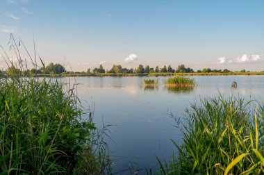Güneşli yaz gününde huzurlu kırsal kesimde yemyeşil kamışlarla sakin nehir manzarası