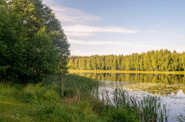 Güneşli yaz gününde huzurlu kırsal kesimde yemyeşil kamışlarla sakin nehir manzarası