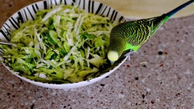 Genç yeşil papağan parlak bir mutfak ortamında bir kase taze lahana salatasının üzerinde oturuyor.