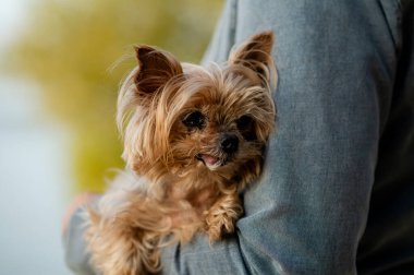 Yorkshire Terrier köpeği sahibinin kollarında huzur içinde yatıyor. Sevginin, sıcaklığın ve doğada huzurlu bir anın tadını çıkarıyor.