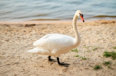 Gölün kumlu sahilinde duran zarif kuğu, sakin bir doğal ortamda güzellik, zarafet ve sükunet sergiliyor.