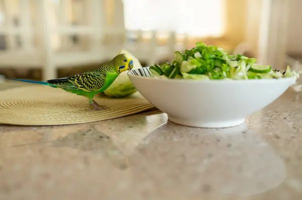 Genç yeşil muhabbet kuşu bir kase salatanın yanında oturmuş onu yemeye çalışıyor, ev hayvanı ve sağlıklı yaşam tarzı konsepti.