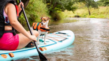 Jack Russell Terrier güvenlik önlüğü giyerek SUP kürek tahtasının üzerinde dururken sahibi sakin nehirde kürek çekiyor, aktif bir hayvan macerası
