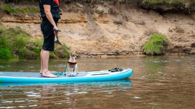 Sahibi ve Jack Russell Terrier köpeği can yeleği giyip SUP kürekleri üzerinde kürek çekiyorlar sakin nehir boyunca, yaz macerası doğada