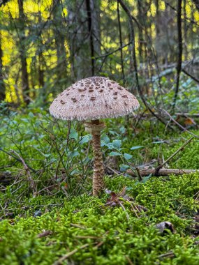Şemsiye mantarı Macrolepiota Procera 'nın yakın plan çekimi. Ormanda canlı yeşil çimlerle çevrili. Doğayı, vahşi yaşamı ve orman ekosistemini gözler önüne seriyor.