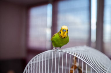 Kafes parmaklıklarında oturan yeşil muhabbet kuşu, ev ortamında evcil muhabbet kuşu, canlı tüy renkleri, popüler arkadaş ve egzotik hayvan.