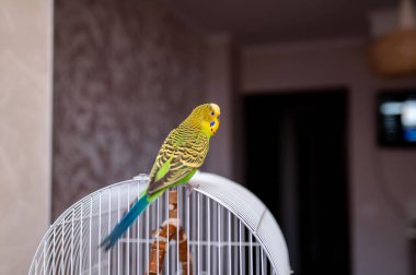 Kafes parmaklıklarında oturan yeşil muhabbet kuşu, ev ortamında evcil muhabbet kuşu, canlı tüy renkleri, popüler arkadaş ve egzotik hayvan.