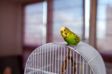 Kafes parmaklıklarında oturan yeşil muhabbet kuşu, ev ortamında evcil muhabbet kuşu, canlı tüy renkleri, popüler arkadaş ve egzotik hayvan.