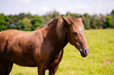 Yeşil çayır üzerinde sakince duran kahverengi taslak işatı, kırsal alanda geleneksel çiftlik hayvanı, doğal yaz ortamında tarım hayvanları