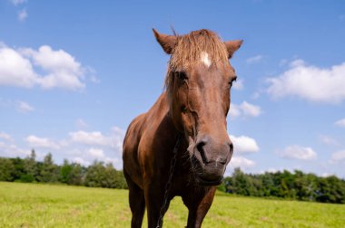 Geniş açı, yeşil çayır üzerinde taze çimen otlayan at ağızlık manzarası, kırsal kırsal yaz manzarası, doğal tarım ve çiftlik hayvanı detayı.