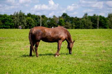 Kahverengi bir at zinciri üzerinde huzur içinde otluyor yemyeşil çayır, kırsal alanda geleneksel çiftlik hayvanı, kırsal tarım ve yaz doğasında çiftlik hayvanı sahnesi.