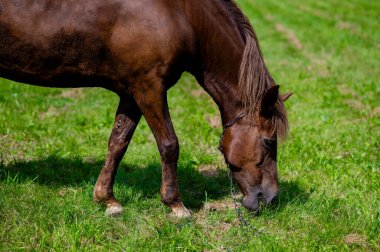 Kahverengi bir at zinciri üzerinde huzur içinde otluyor yemyeşil çayır, kırsal alanda geleneksel çiftlik hayvanı, kırsal tarım ve yaz doğasında çiftlik hayvanı sahnesi.