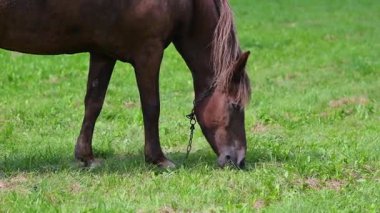 Güneşin altında yeşil bir çayırda otlayan huzurlu, çalışan bir at.