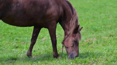 Güneşin altında yeşil bir çayırda otlayan huzurlu, çalışan bir at.