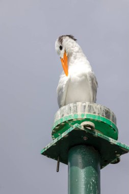 Royal Turn Perched on a Light clipart