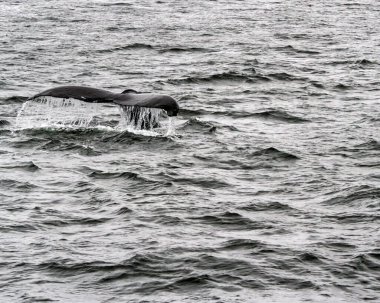 Dalmak üzere olan bir kambur balina.