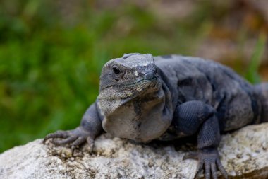Güneşte yatan bir iguana..