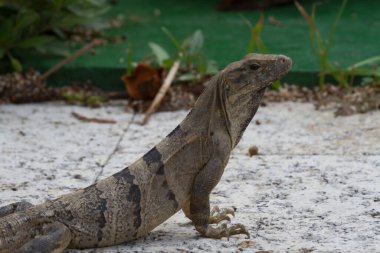 Meksika 'da siyah bir iguana.