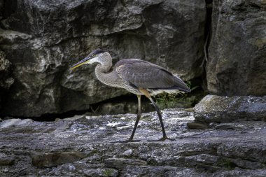 Bir derede balık arayan mavi balıkçıl.