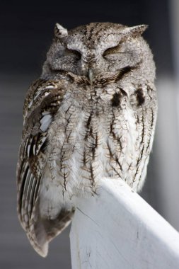 Doğu cırtlak baykuşu merdiven parmaklığında uyuyor.