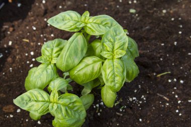 Bahçede homurdanan taze fesleğen