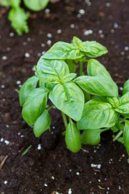 Bahçede homurdanan taze fesleğen