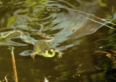 Bataklıkta yüzen yeşil bir kurbağa..