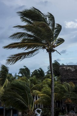rüzgarda palmiye ağacı