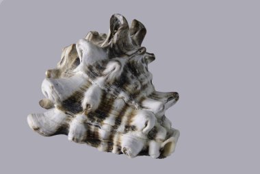 beyaz arka planda deniz kabuğu