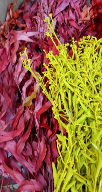 Yakın plan görüntü, canlı kırmızı yapraklar ve parlak sarı dekoratif yaprakları gösteriyor. Renklerin çarpıcı bir kontrastı ve sanatsal doğal doku yaratıyor..