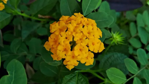 Güzel botanik fotoğrafı, doğal duvar kağıdı.