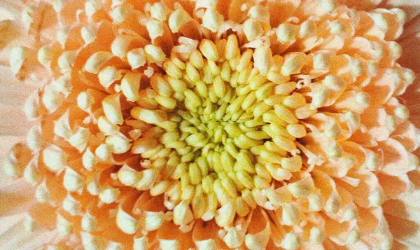 Turuncu çiçek arkaplanının yakın görüntüsü