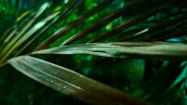 Bir çiçeğe yaklaş.