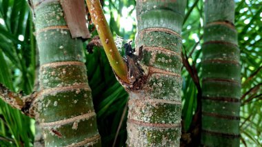Bir çiçeğe yaklaş.