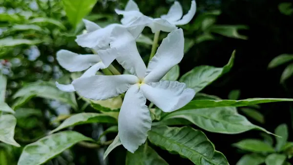 Bahçede beyaz orkide çiçeği