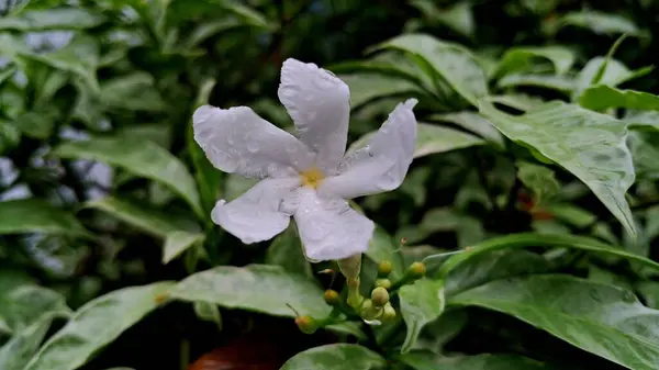 Güzel botanik fotoğrafı, doğal duvar kağıdı.