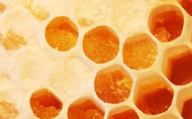 Taze bal peteğine yaklaş