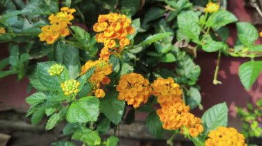 Güzel çiçeklerin kapalı manzarası, açık hava.