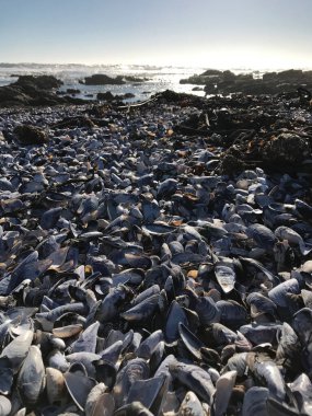 Kayaların arasındaki kumsalda midye kabukları..