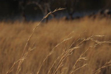Uzun Savannah çimenleri, doğal duvar kağıtları.