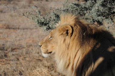 Afrika bozkırında bir erkek aslan..